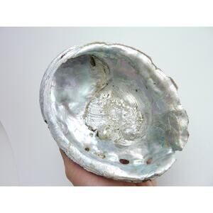 Large Vintage Abalone Seashell Barnacle Fish Tank, Tropical Chic Decor